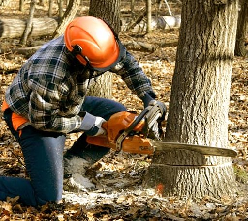 Tree Removal in Prentiss, MS